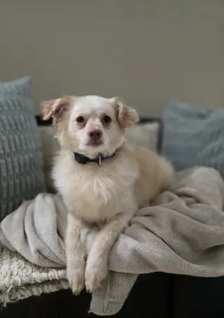 Benjamin