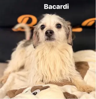 Bacardi