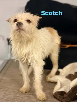 Scotch