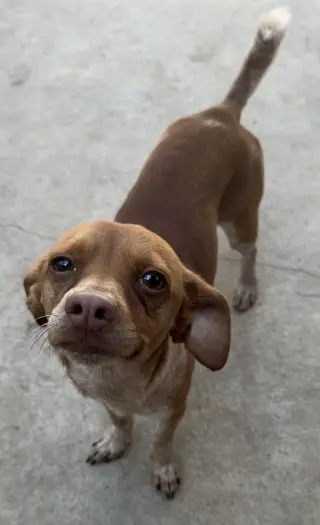 Chip