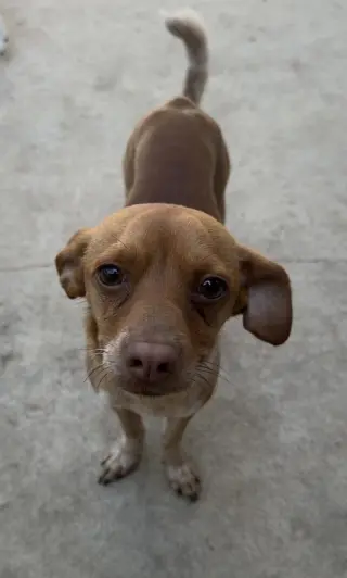 Chip