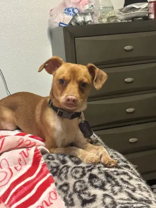 Chip