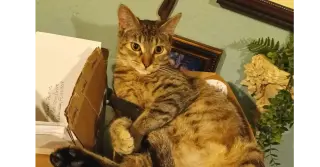 Arya