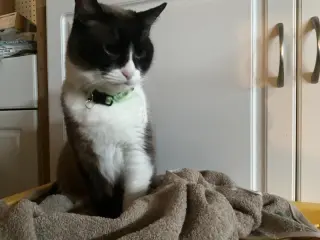 Ginger aka Chencha