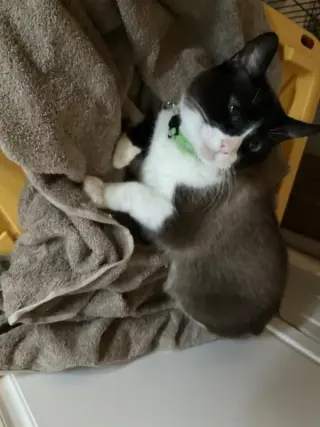 Ginger aka Chencha