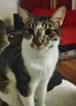 Garfield