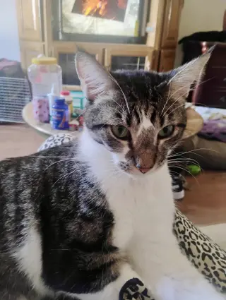 Garfield