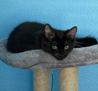 Fluffy (bonded with Midnight and Cinder)