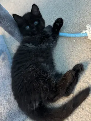 Fluffy (bonded with Midnight and Cinder)