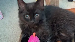 Fluffy (bonded with Midnight and Cinder)