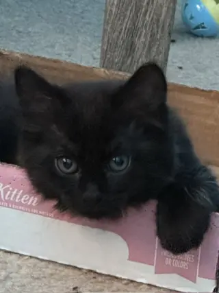 Fluffy (bonded with Midnight and Cinder)
