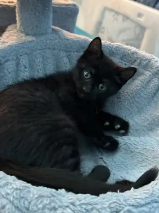 Midnight (bonded with Fluffy and Cinder)
