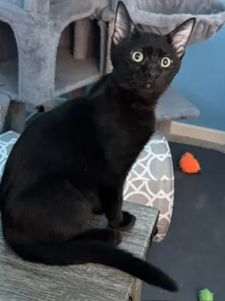 Midnight (bonded with Fluffy and Cinder)