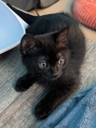 Midnight (bonded with Fluffy and Cinder)