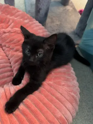 Midnight (bonded with Fluffy and Cinder)