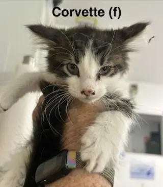 Corvette