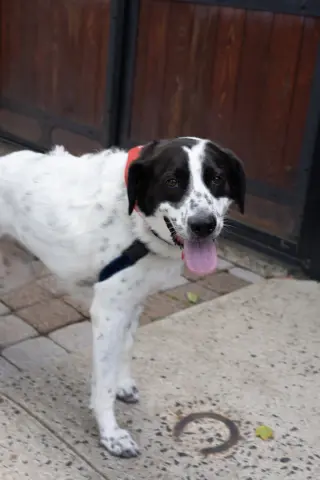 Jack