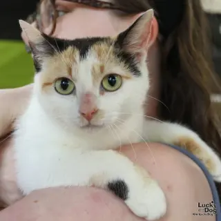 Cally