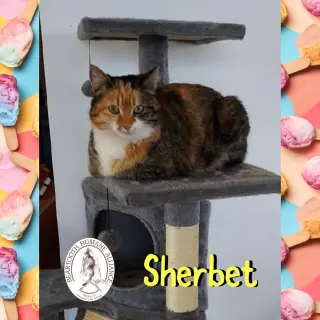Sherbet