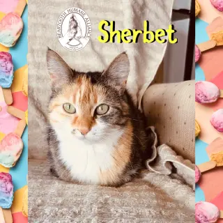 Sherbet