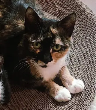 Mamma Mila