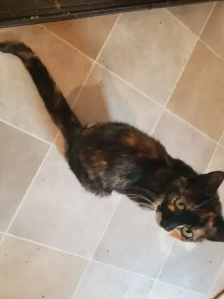 Mamma Mila