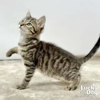 Lucas