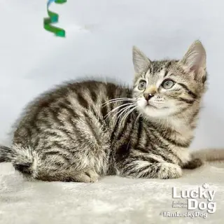 Lucas