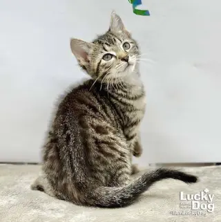 Lucas
