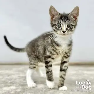 Livia