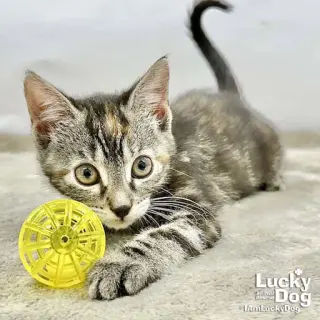 Lillybeth