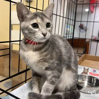 Lil Lilo