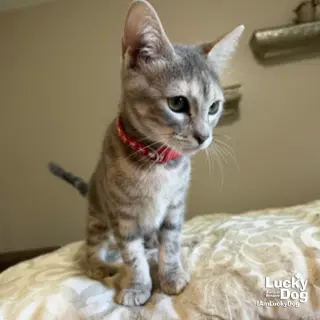 Lil Lilo