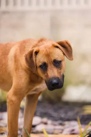 Tucker