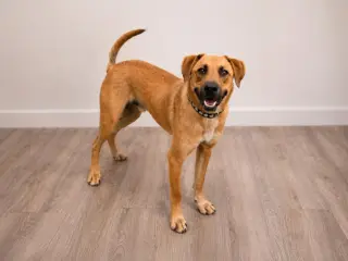 Tucker