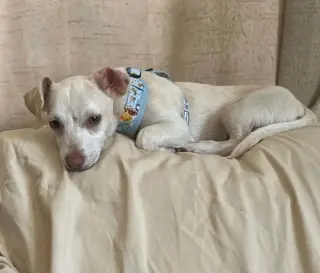 Dingo