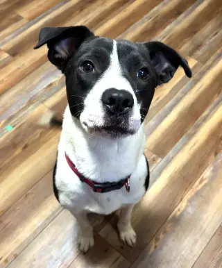 LOVELY LOLA