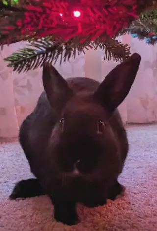 Sammy
