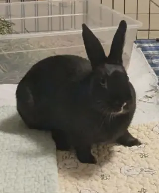 Sammy
