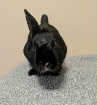 Sammy