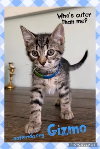 Gizmo
