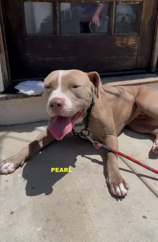 PEARL