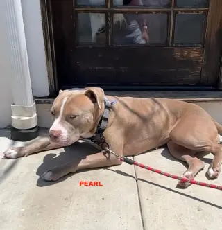 PEARL