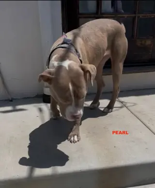 PEARL