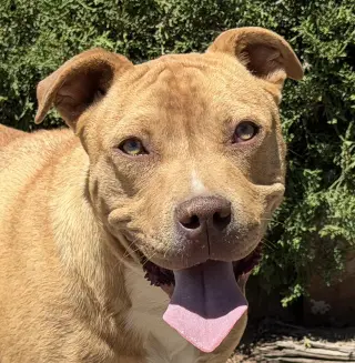 Charismatic Mr Claudio ~ American Bully