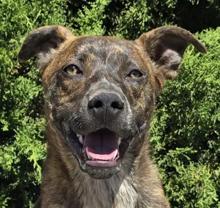 Absolutely Amusing Mr Alphie = LOVE on 4 Paws !