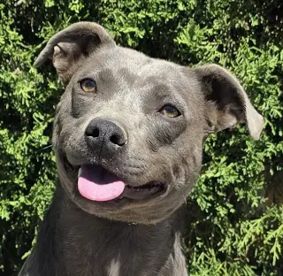 Affectionate Ms Azula ~ Glorious Pup !
