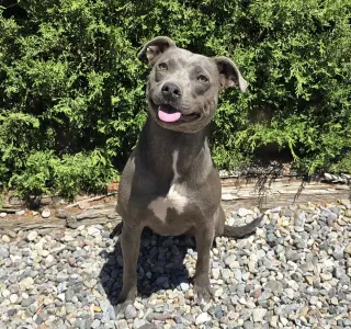 Affectionate Ms Azula ~ Glorious Pup !