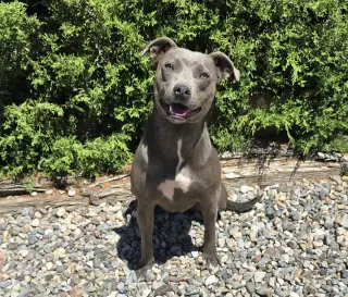 Affectionate Ms Azula ~ Glorious Pup !