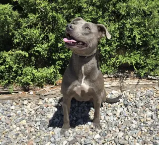 Affectionate Ms Azula ~ Glorious Pup !